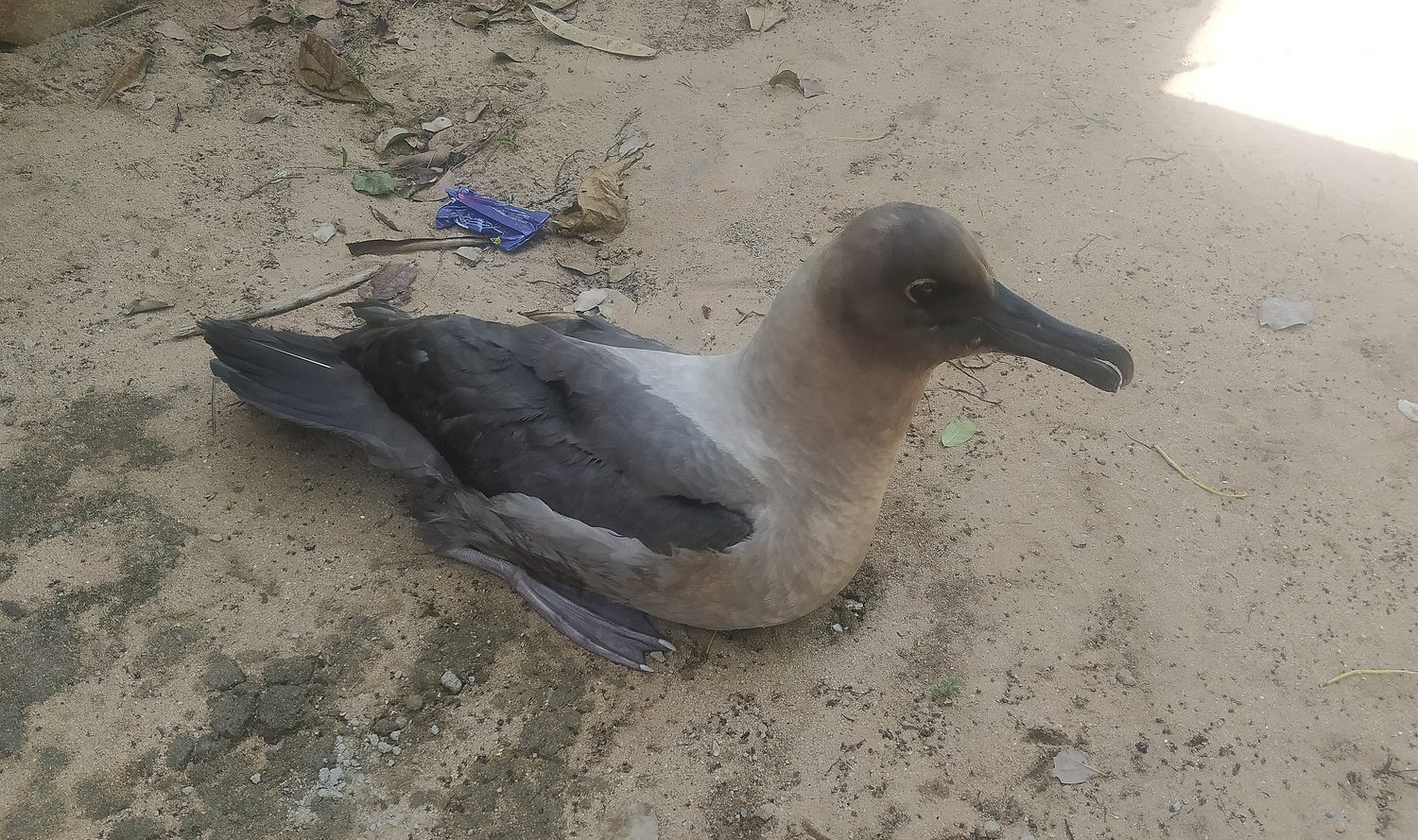 Light-mantled Albatross at Rameswaram Island