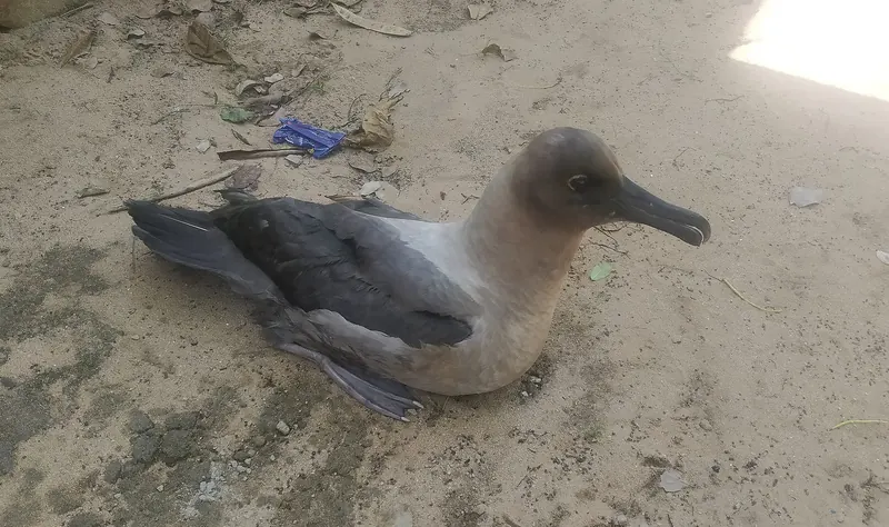Light-mantled Albatross at Rameswaram Island