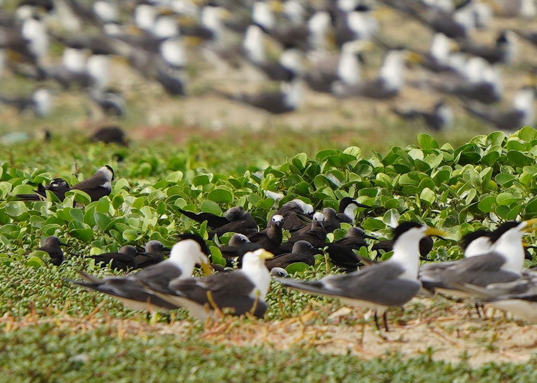 Brown Noddy and tern breeding colony on Adam's Bridge