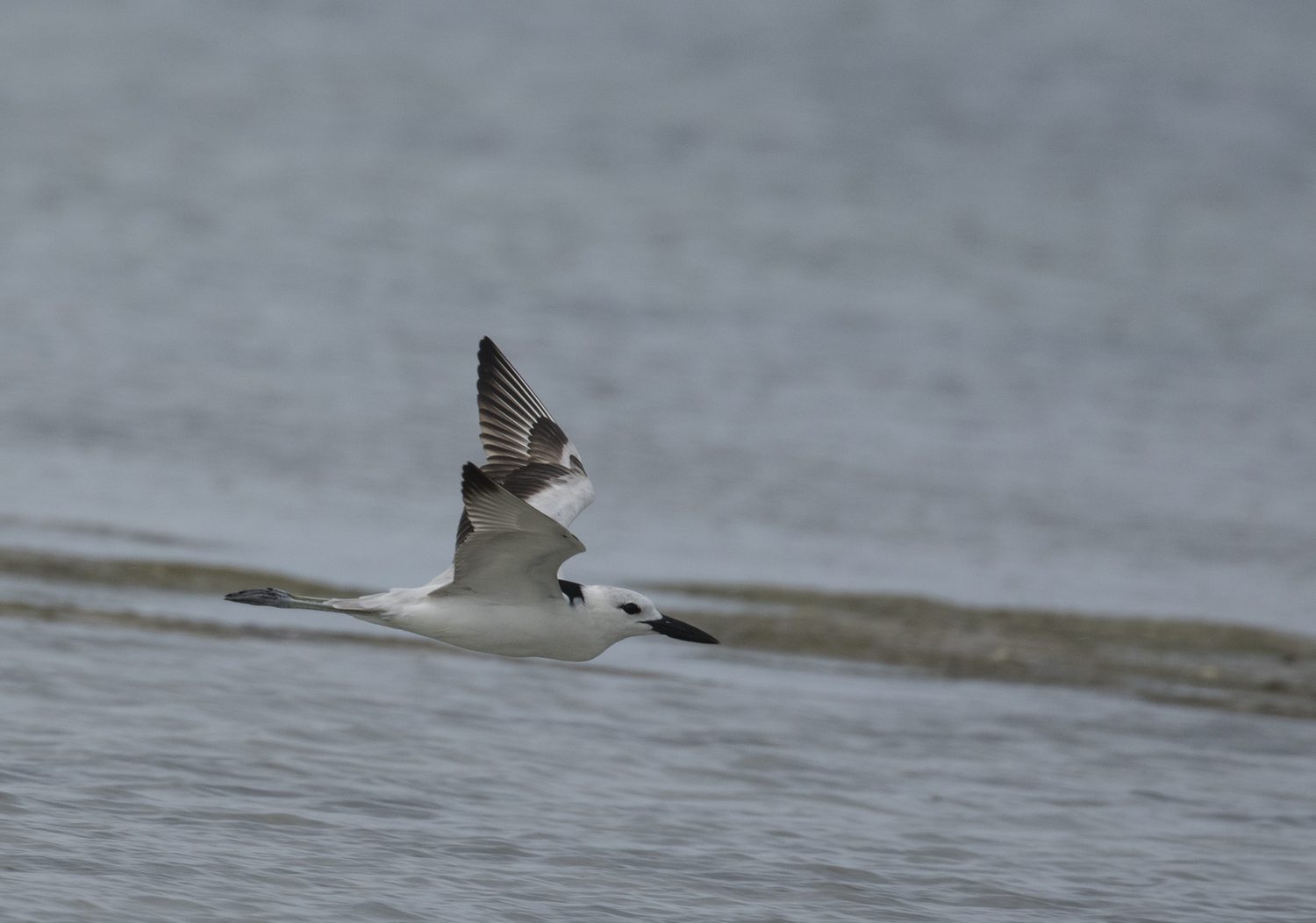 Crab Plover in flight at Point Calimere