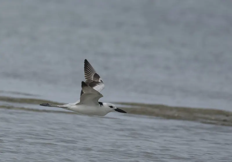 Crab Plover in flight at Point Calimere
