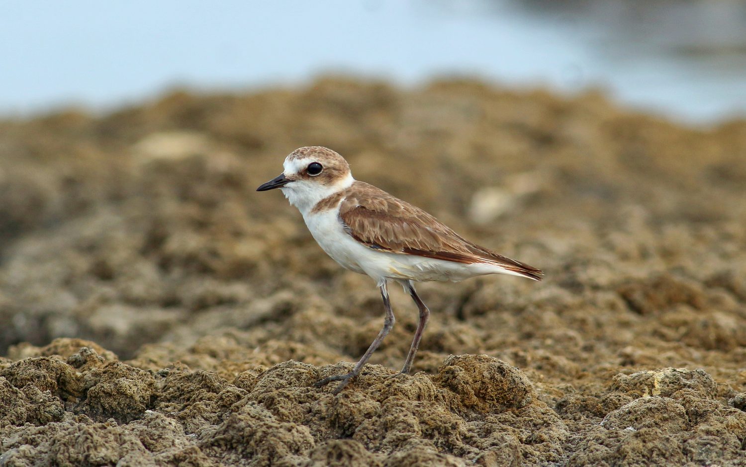 Hanuman Plover on the Gulf of Mannar coast