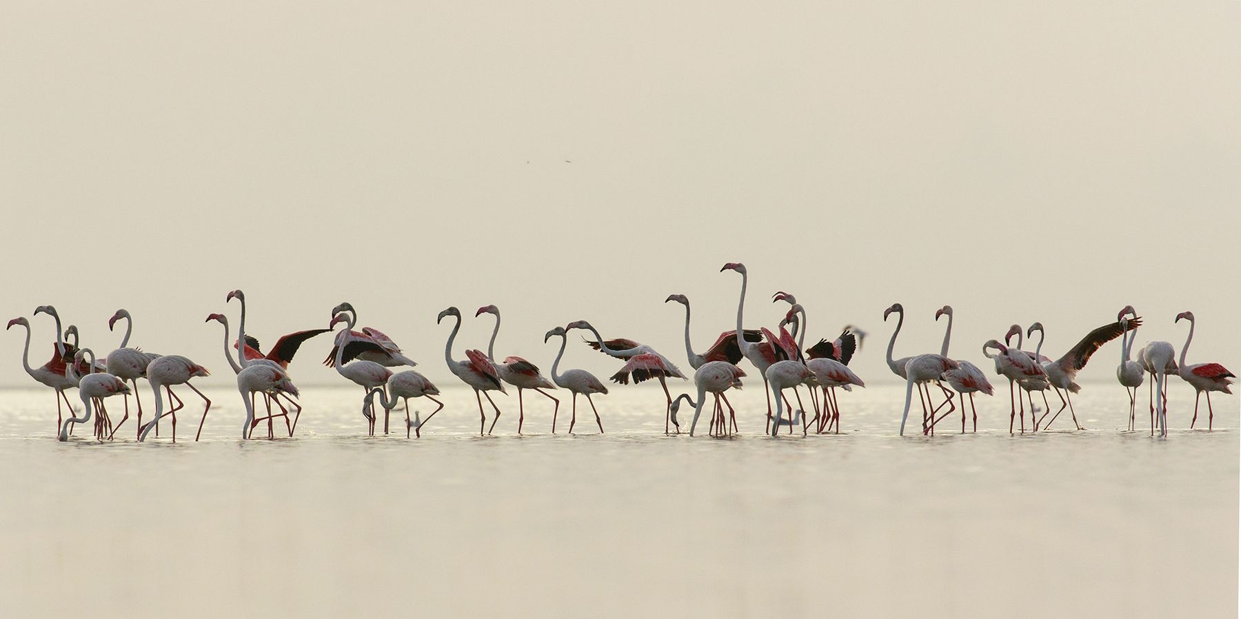 Greater flamingos feeding in a coastal lagoon