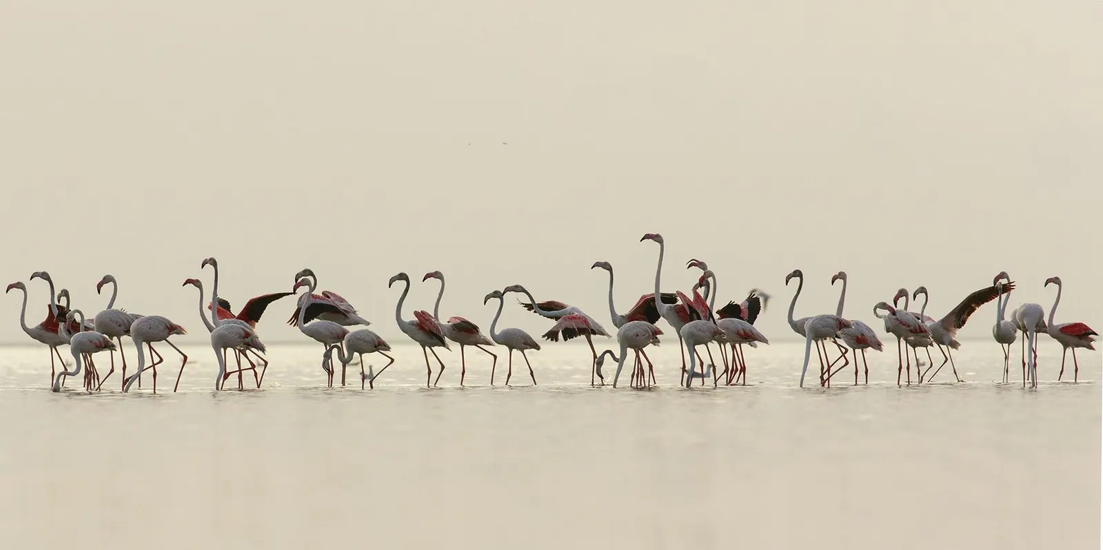 Greater flamingos feeding in a coastal lagoon